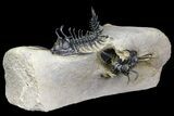 Two, Spiny Walliserops Hammi Trilobites - Foum Zguid, Morocco #154309-1